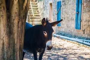 donkey, croatia, house